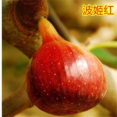 平邑县波姬红无花果苗