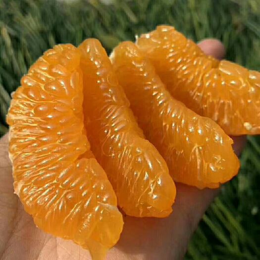 蒲江县耙耙柑 7.5 - 8cm 4两以上 