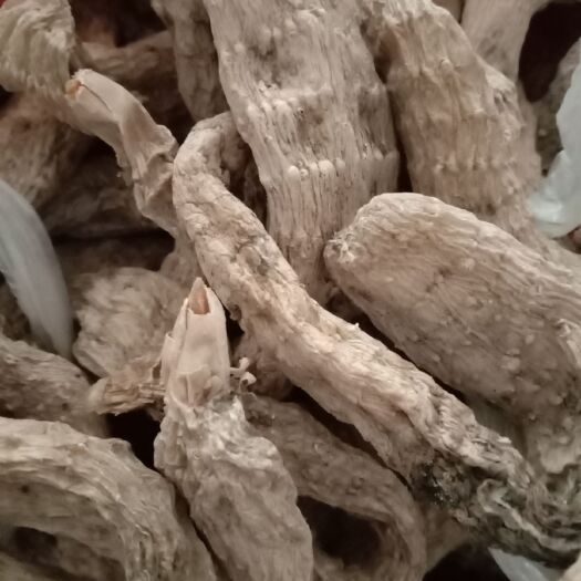 宁强县天麻 