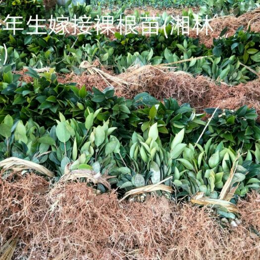 攸县油茶苗 一年生嫁接