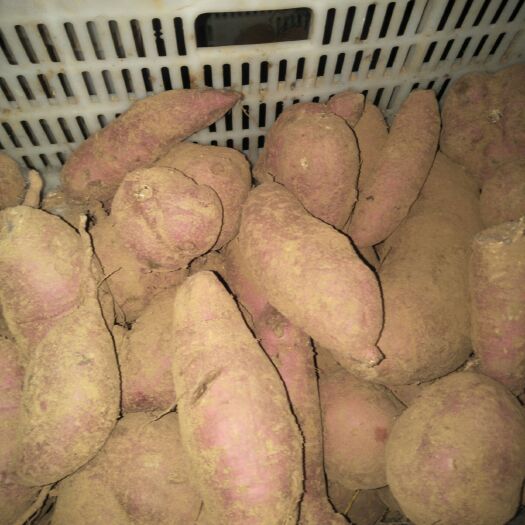 日照秦薯八号 混装通货 红皮