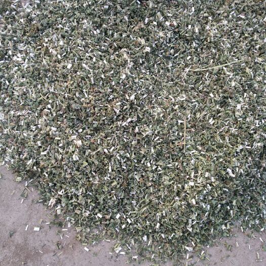 枣庄益母草