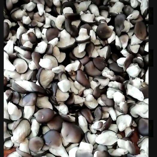 赵县姬菇 人工种植 鲜货