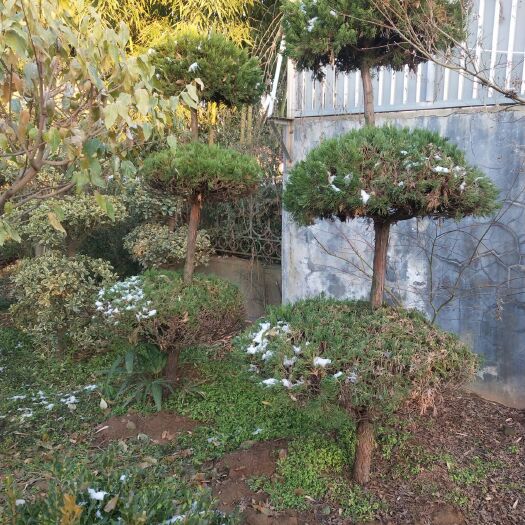 沭阳县造型龙柏