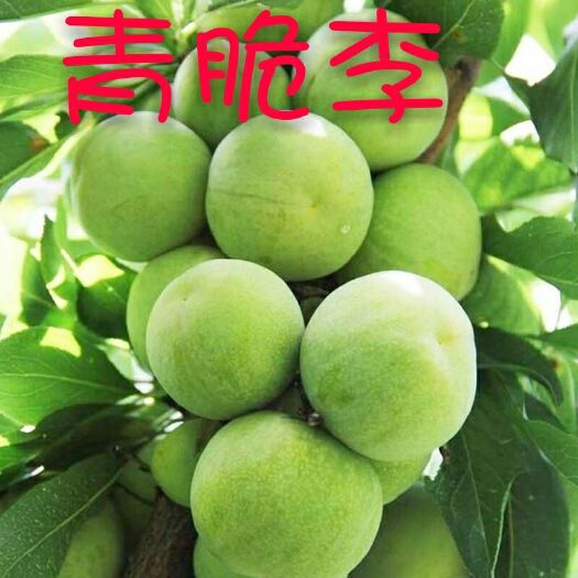 平邑县青脆李苗  李子树苗南方北方种植当年结果西梅苗树脆甜嫁接李子苗盆栽特大早
