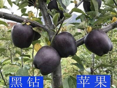 平邑县黑钻苹果树苗 1~1.5米