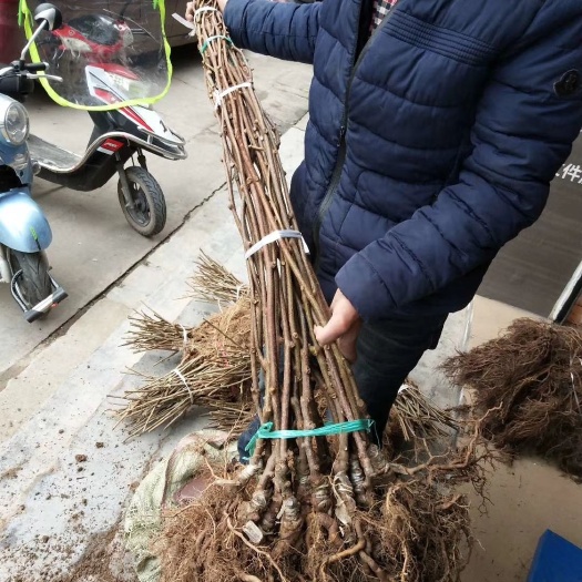 南江县徐香猕猴桃苗 嫁接苗 