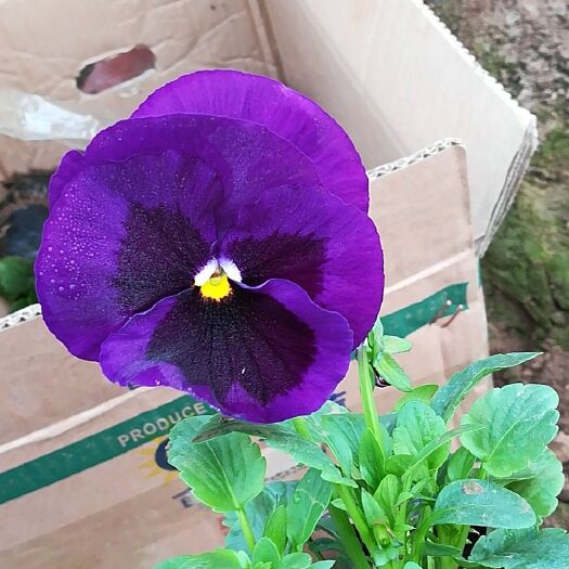 青州市草花  三色堇