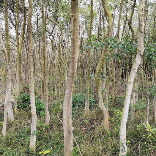 阳江白银树