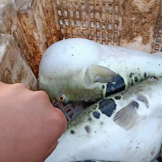 唐山河豚鱼苗