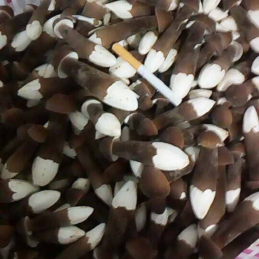 单县 精品鸡枞菌鲜品现货，价格不一样