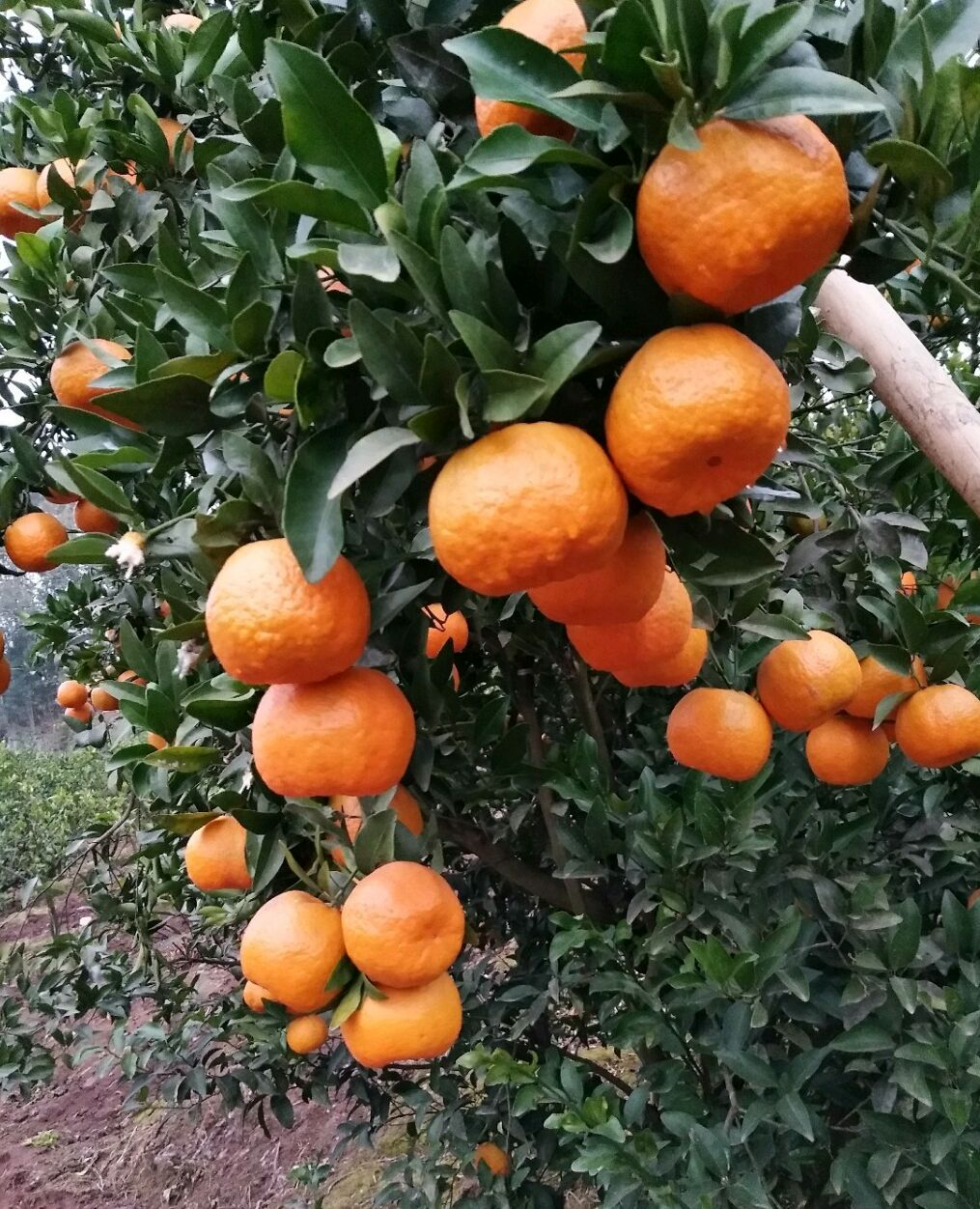 椪柑5.5 - 6cm 1.5 - 2两