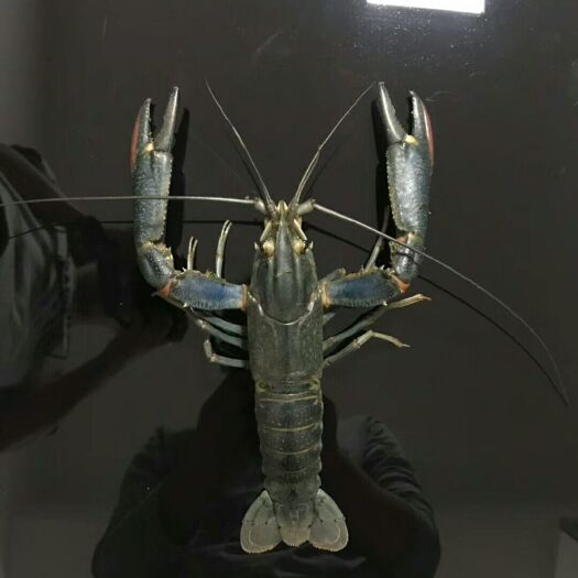 隆回县龙虾苗  还有奥龙虾苗，龙虾苗