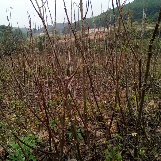 思茅云新14号核桃苗 云南大泡，云新十四。
