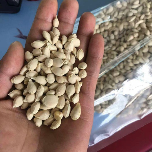 定远县枳橙种子 