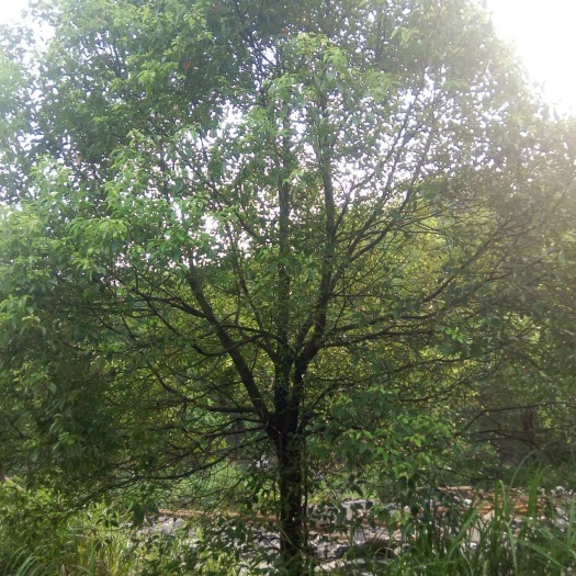 益阳全冠香樟
