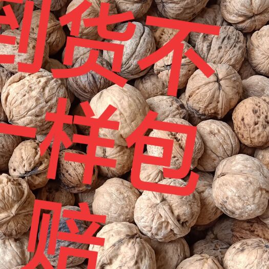 康县老树核桃 自家