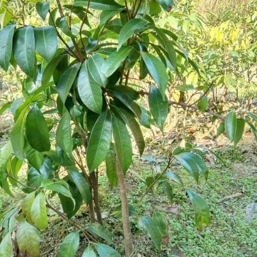 灵山县鸡嘴荔枝苗