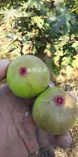 泰安波姬红无花果苗