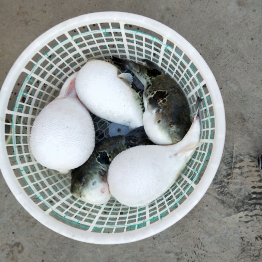 唐山河豚鱼苗