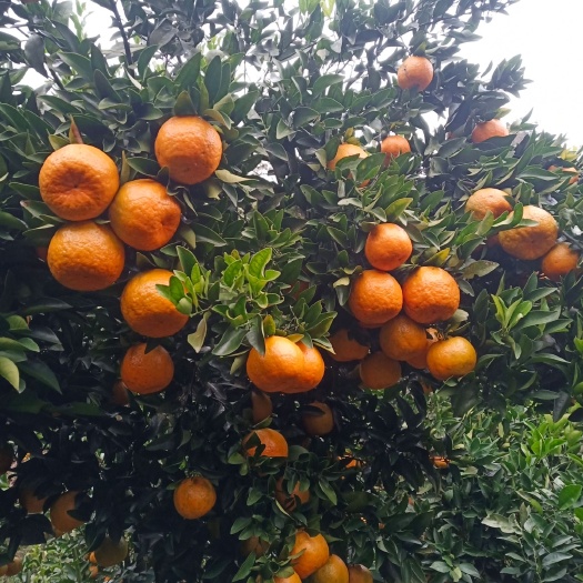 麻阳县椪柑 地头通货