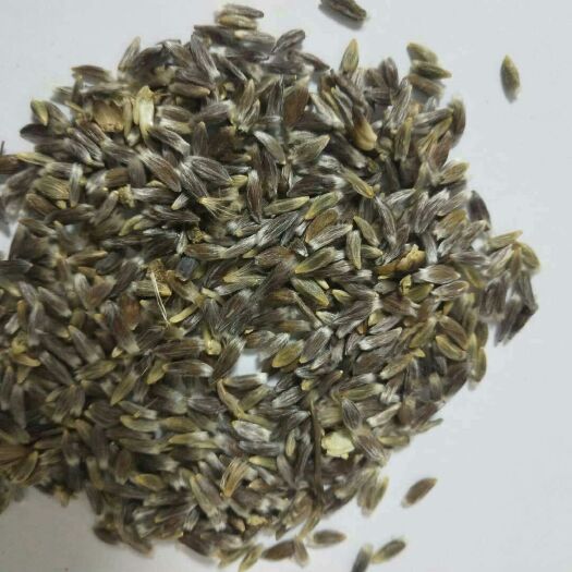 界首市苍术种子 纯新朱砂点，过风过筛