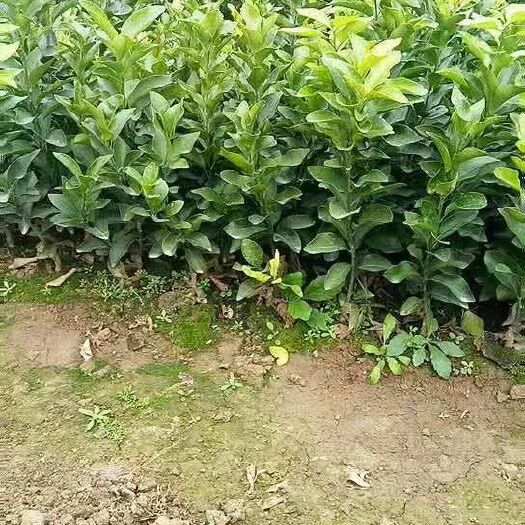 简阳市红心柚苗 