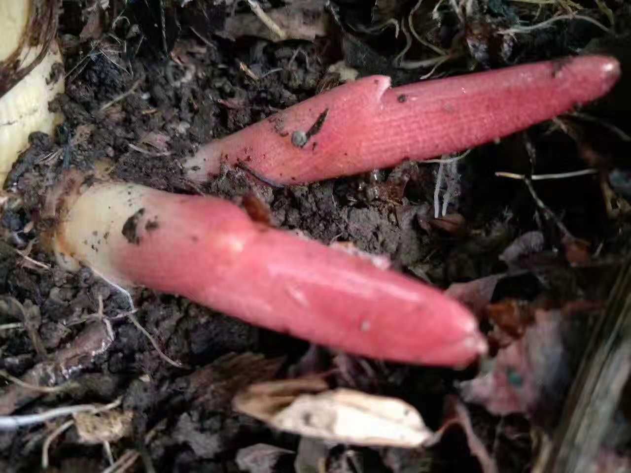 阳荷 