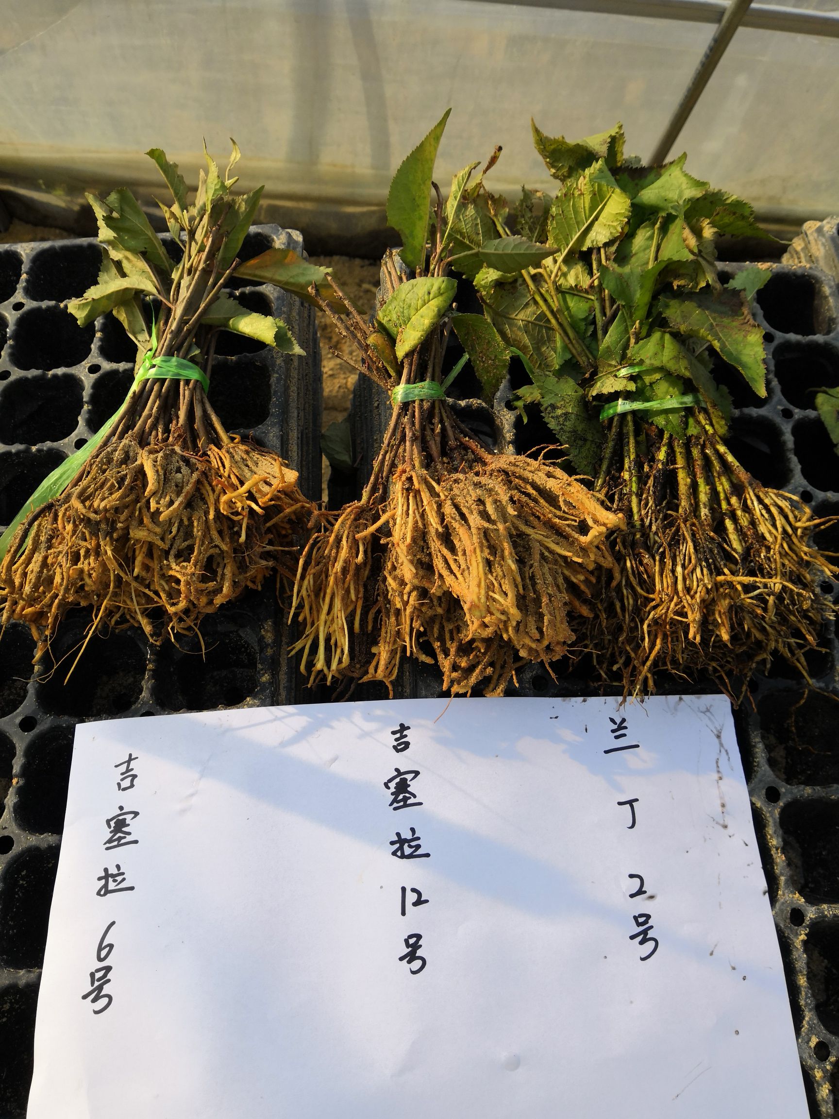 泰安兰丁2号樱桃苗