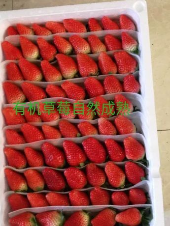 沂源县 甜宝草莓，色泽亮丽，甜度高，耐运输