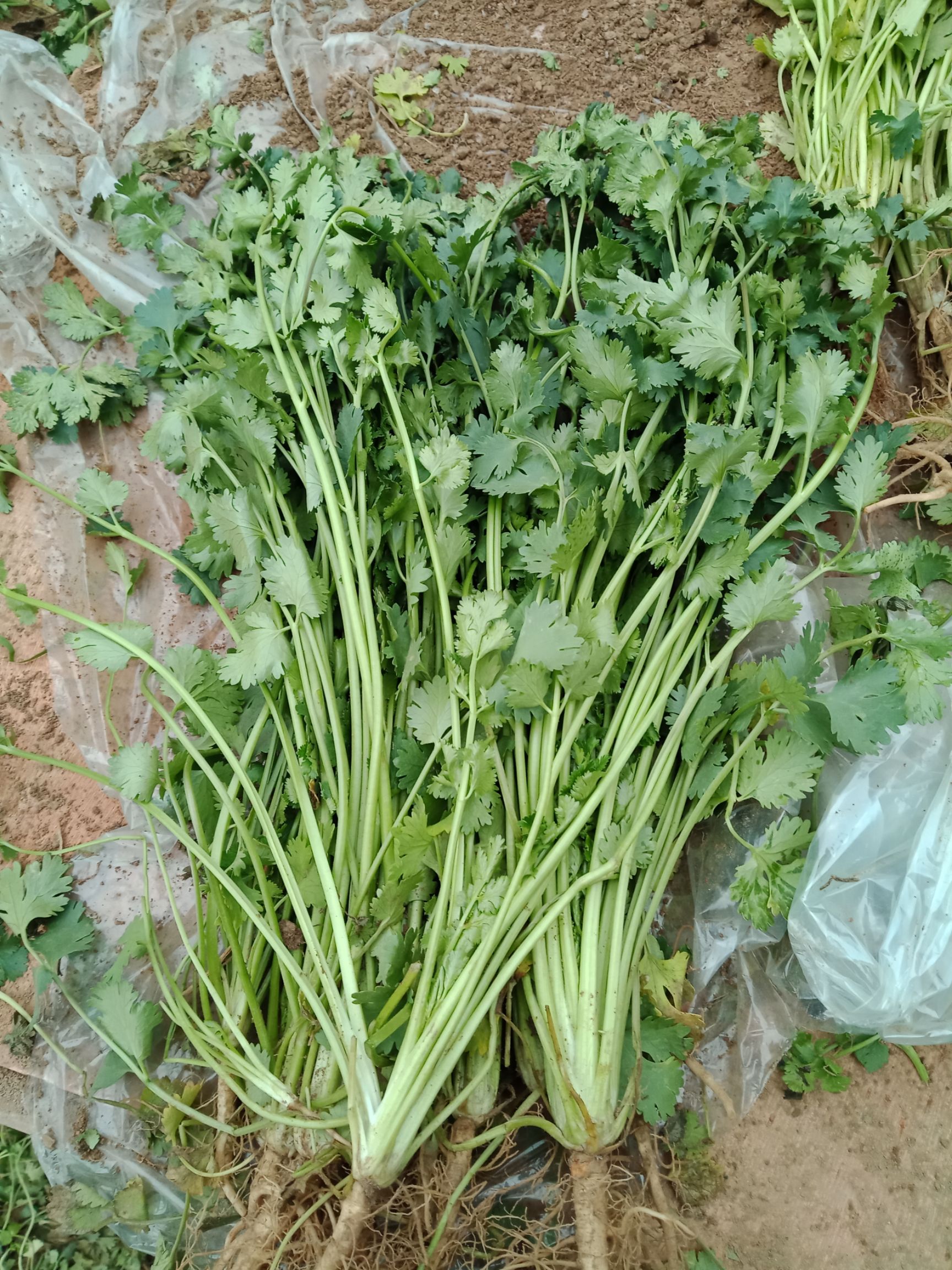 大叶香菜 25~30cm