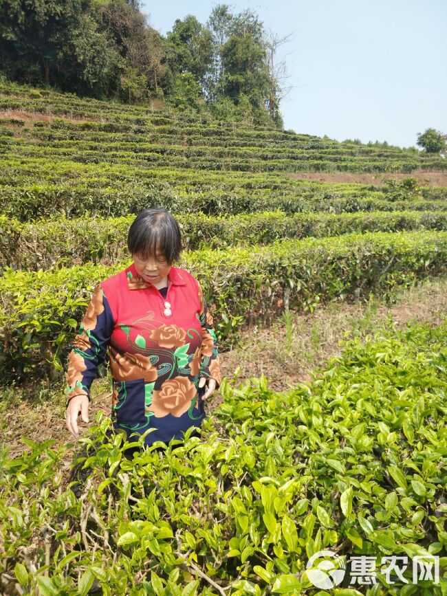 竹叶青茶 本茶产于四川省乐山市，高山生态茶，天然，自产自销，快递包邮