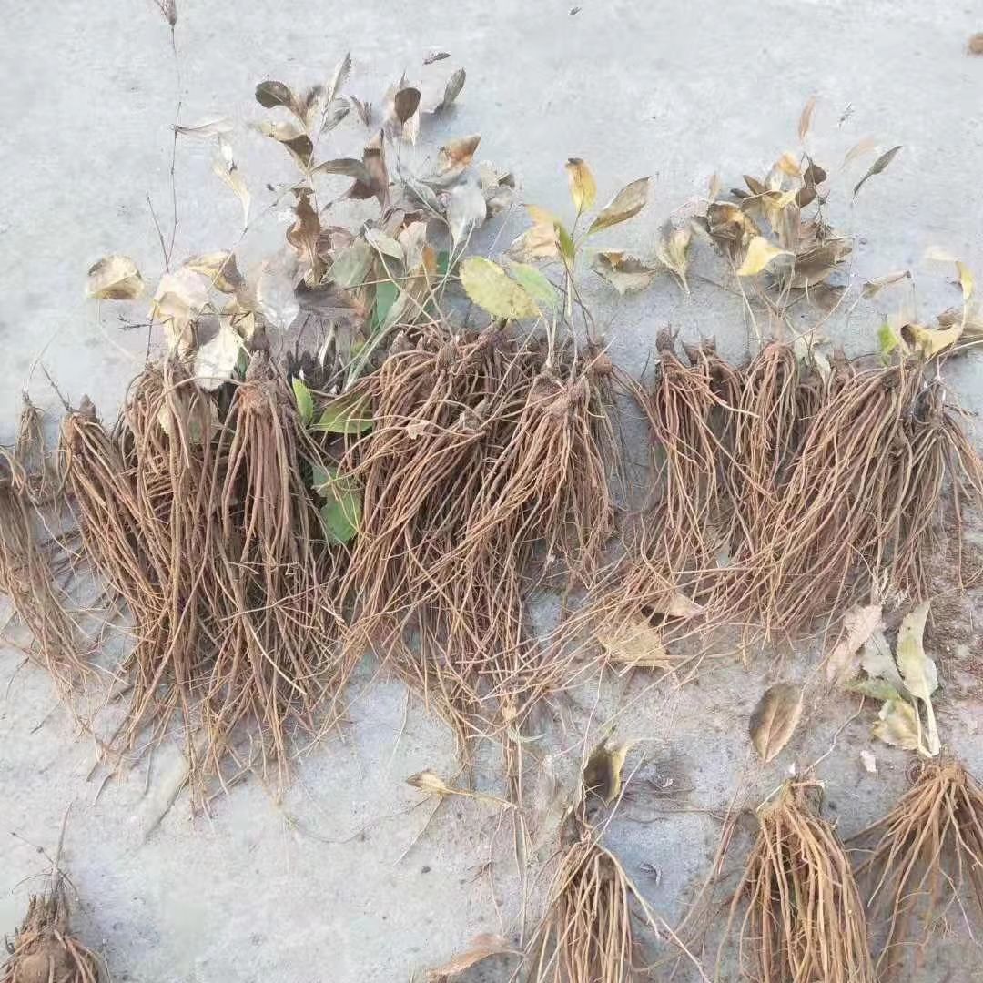 苍术种子 纯新朱砂点，过风过筛