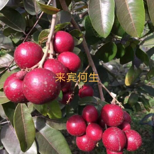 武宣县龙眼苗  泰国红皮龙眼果苗
