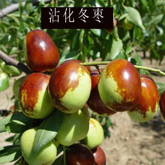平邑县沾化冬枣苗