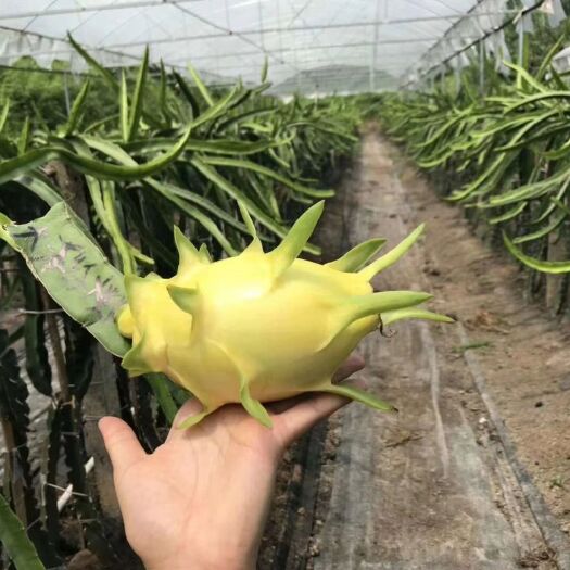 灵山县黄皮火龙果苗