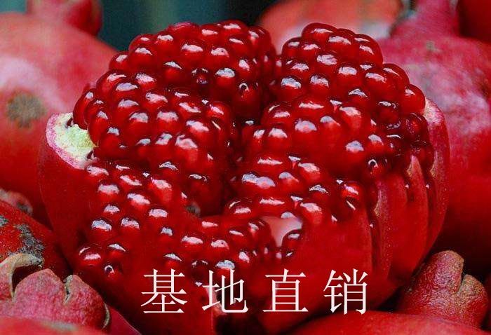 平邑县突尼斯软籽石榴树苗