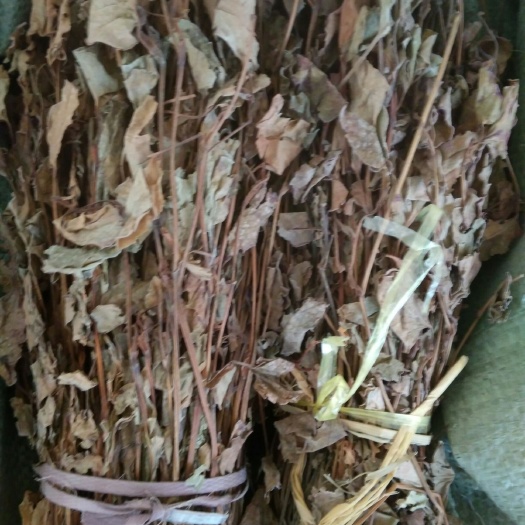 平乐县 野生鱼腥草