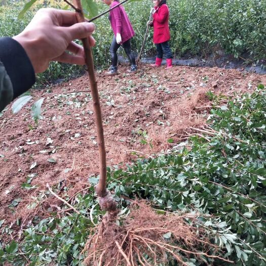 南江县蜂糖李树苗 
