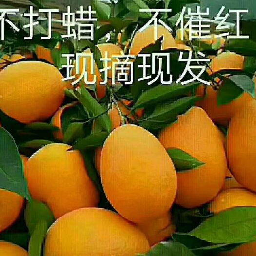 秭归县秭归脐橙 70-75mm 4-8两 