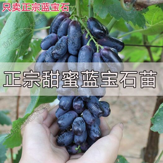 平邑县蓝宝石葡萄苗