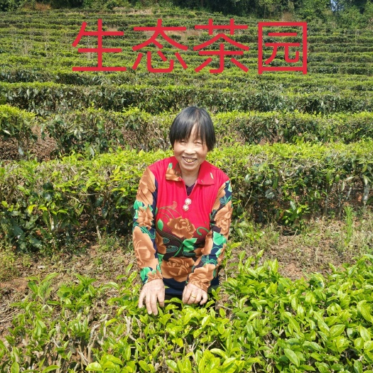 竹叶青茶 本茶产于四川省乐山市，高山生态茶，天然，自产自销，快递包邮