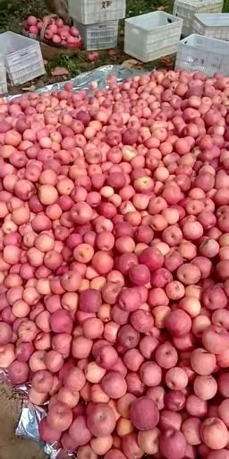 红富士苹果 80mm以上条红， 全红，脆甜多汁， 纸袋