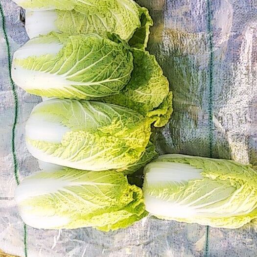 新野县黄心娃娃菜 7~10两