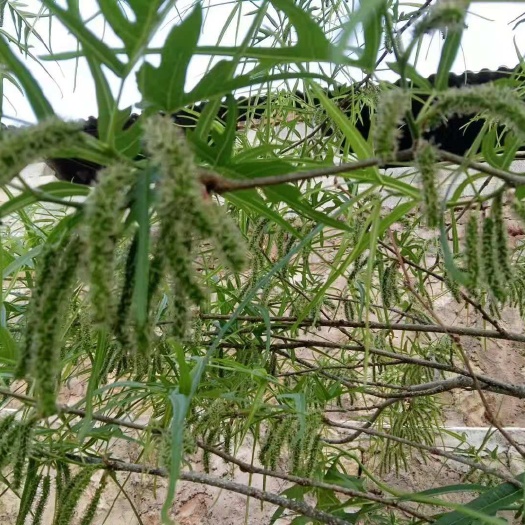 海宁市鸡桑苗 嫁接鸡爪桑一年苗