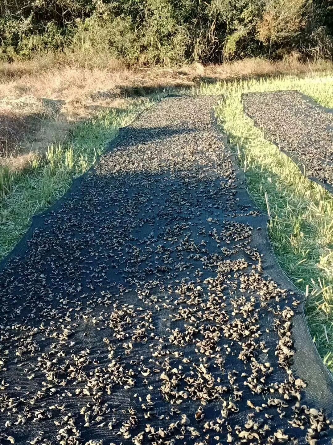  大山椴木木耳