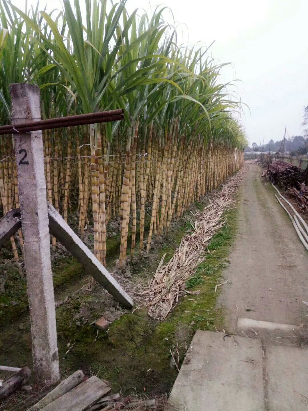 黄皮果蔗 6 8cm 2 2.5m