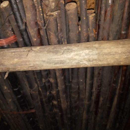 建始县罗汉竹
