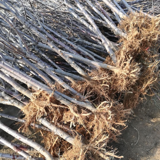 泰安红肉苹果树苗 1~1.5米 