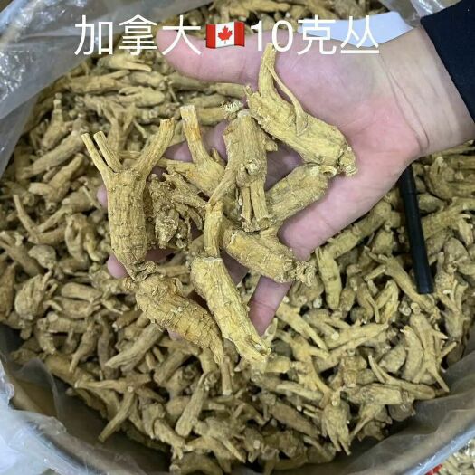 广州种植参  散装 加拿大花旗参10g丛